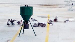 Sterilizzazione-piccioni